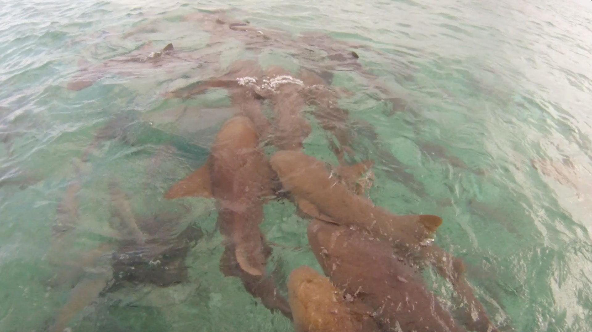 Scuba Diving Belize, Shark Ray Alley