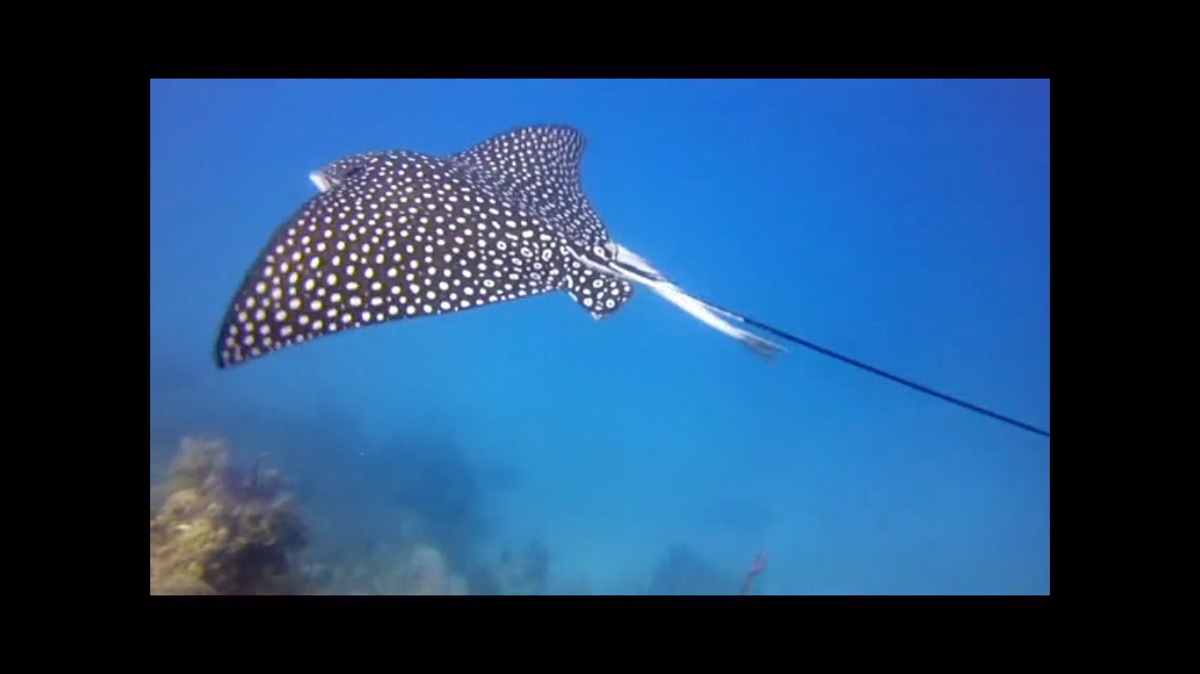 Scuba Diving in Utila, Bay Islands, Honduras