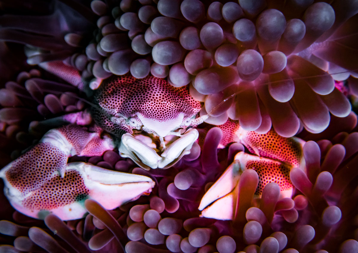 anemone crab