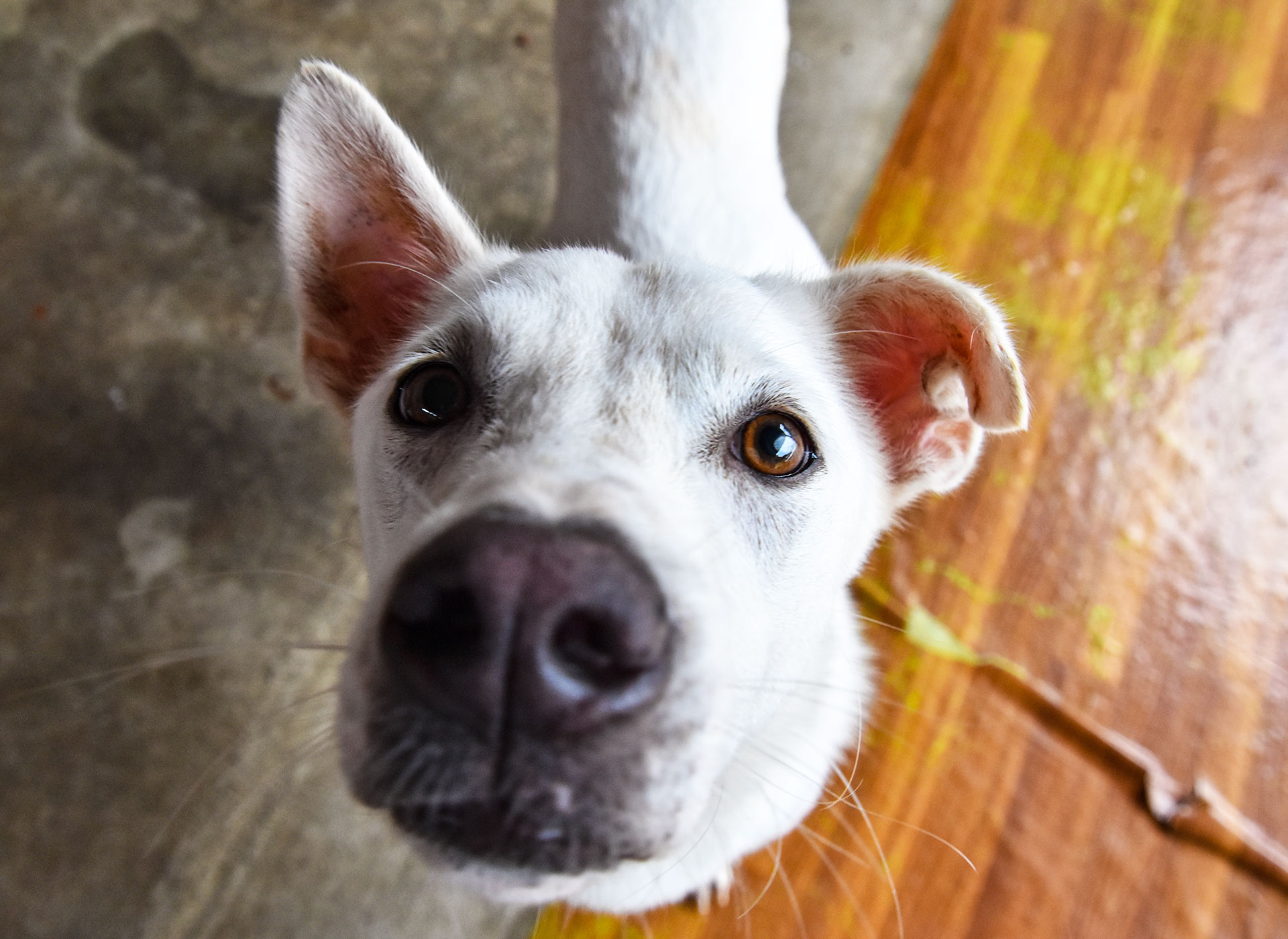 How the Soi Dog Foundation is Working to End Animal Cruelty in Thailand and Throughout Asia