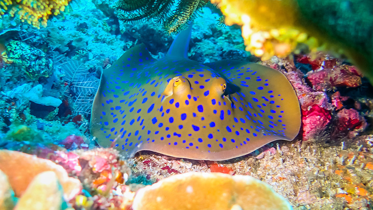 How to Choose a Dive Shop for Your Scuba Adventure
