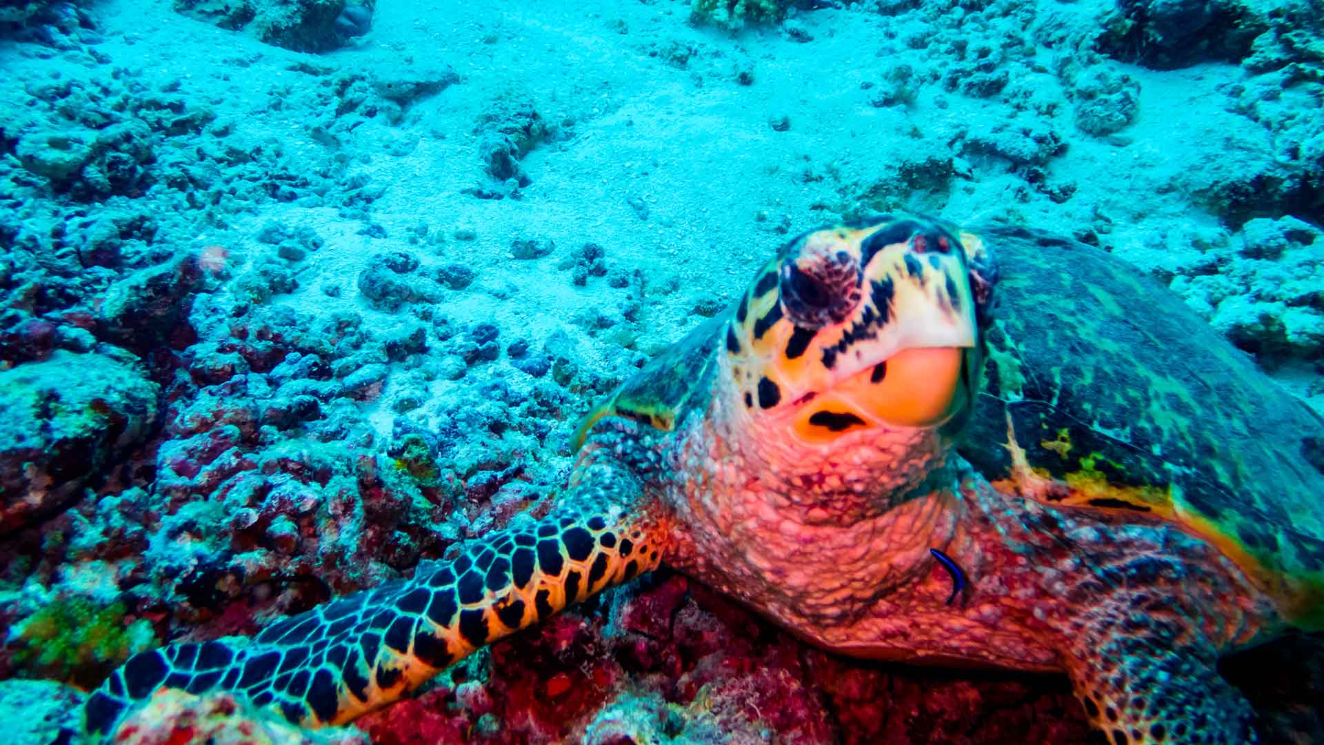 Turtle Cam