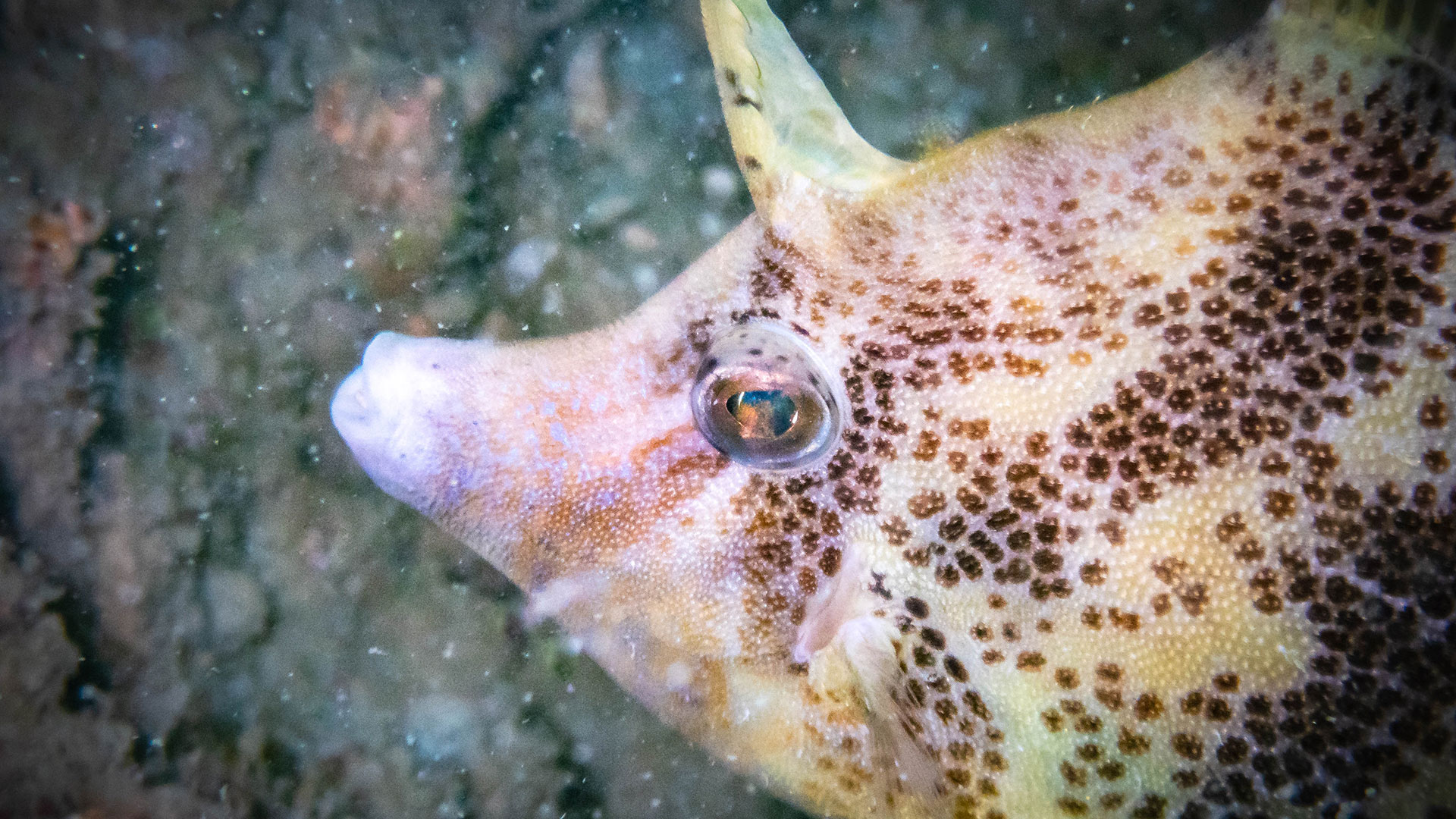 Scuba Diving Pulau Hantu, Singapore