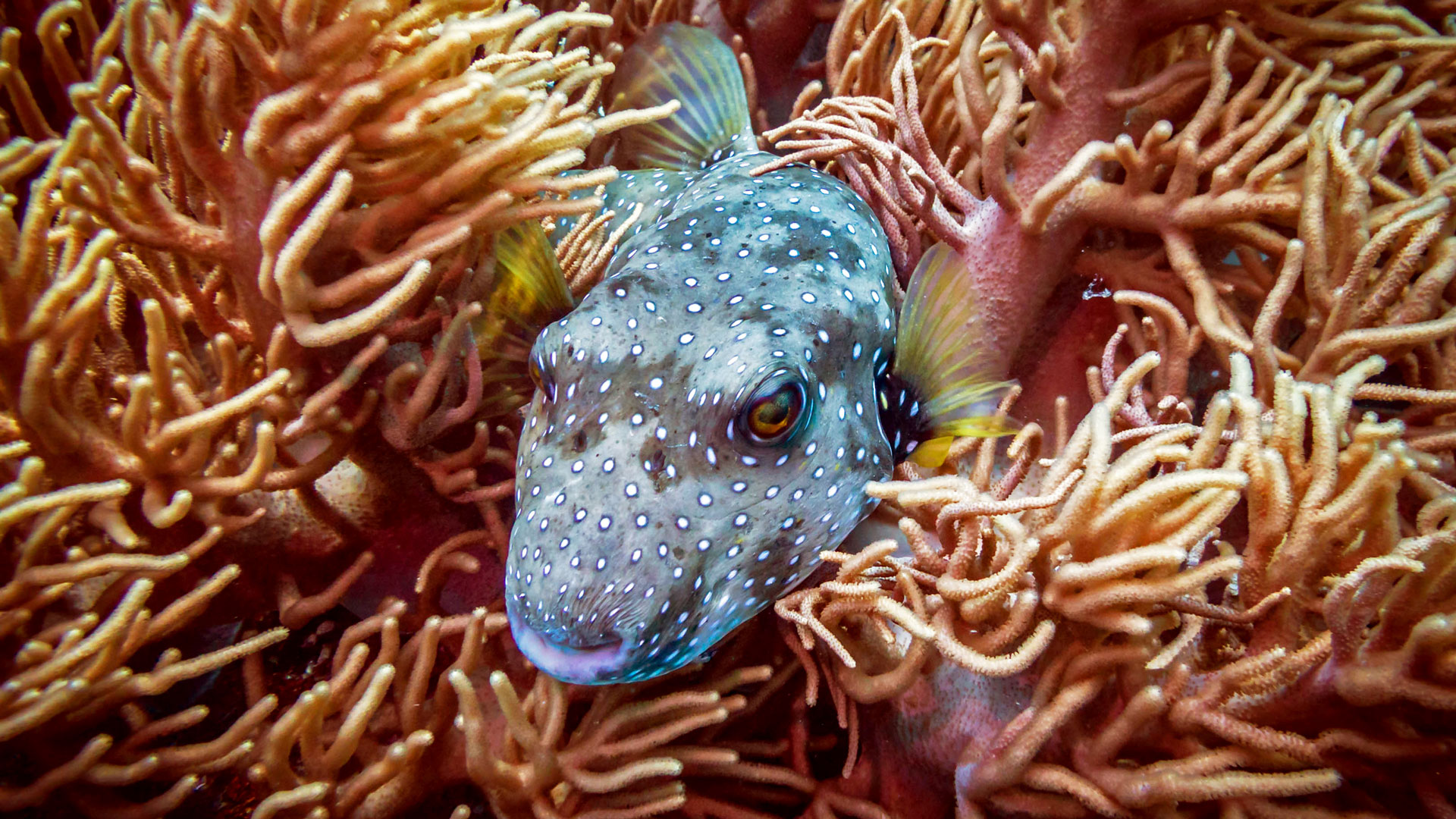 Scuba Diving Apo Island, Dauin, and Zamboanguita, Philippines