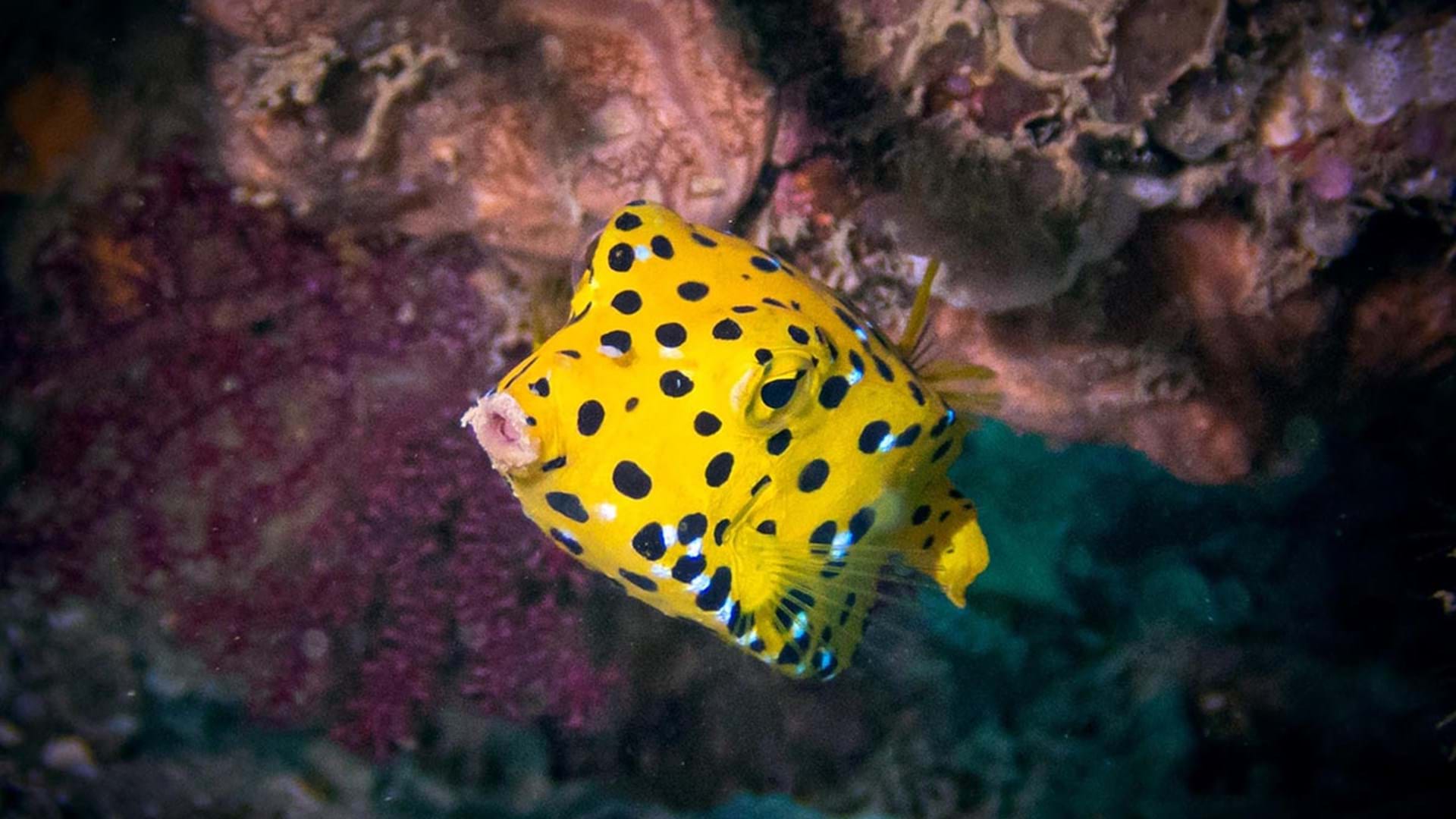Mobil Box Fish Boxfish Car