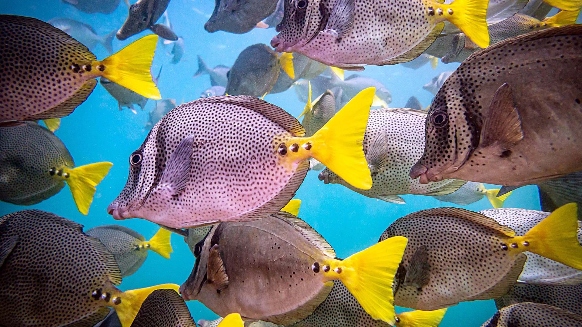 Types Of Fish In Mexico Mexican Yellow Fish