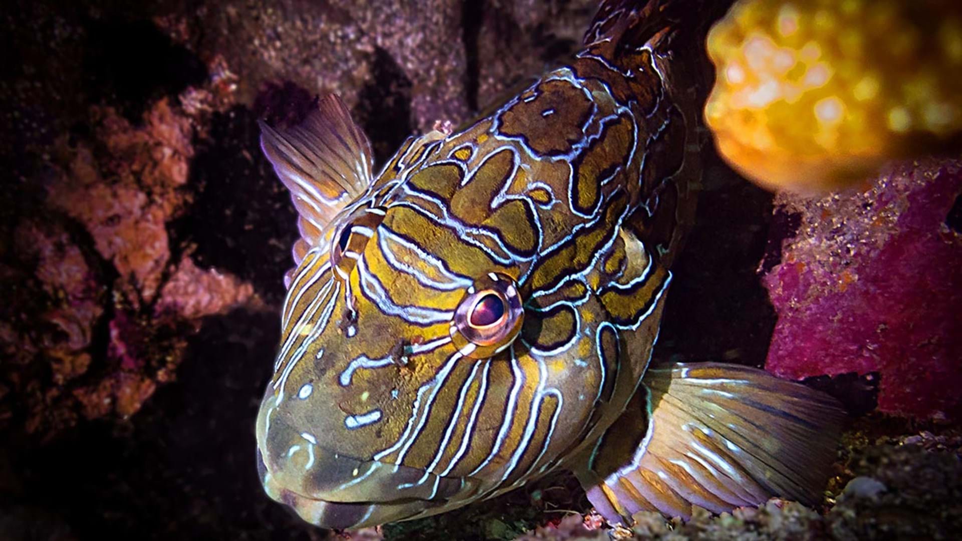 Hawkfish Giant Hawkfish Huatulco Mexico | My Mola